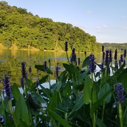 Pontederiaceae (water hyacinth family)