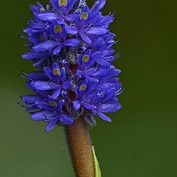 Pontederia cordata (pickerelweed)