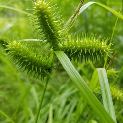 Carex lurida (sallow sedge)