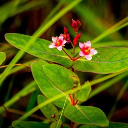 Triadenum virginicum (Virginia marsh St. John's-wort)