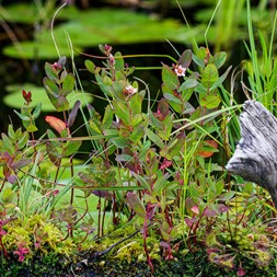Triadenum virginicum (Virginia marsh St. John's-wort)