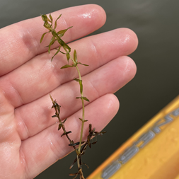 Elodea canadensis (common waterweed)
