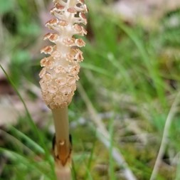 Equisetum arvense (field horsetail)