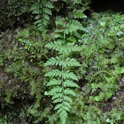 Cystopteris fragilis (brittle fern)