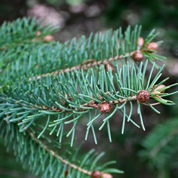 Picea glauca (white spruce)