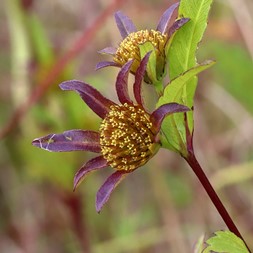 Bidens tripartita (three-lobed beggarticks)