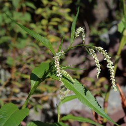 Persicaria lapathifolia (dock-leaf smartweed)