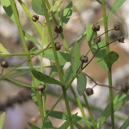 Linum striatum (ridged yellow flax)