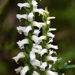 Spiranthes sheviakii (old field ladies'-tresses)