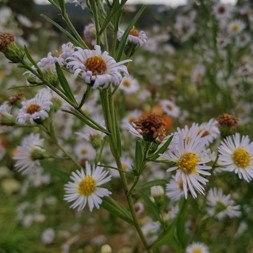 Symphyotrichum lanceolatum (lanceleaf aster)