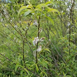 Salix sericea (silky willow)