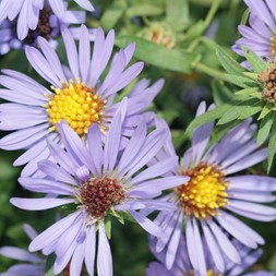 Symphyotrichum oblongifolium (aromatic aster)