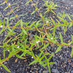 Diodia (buttonweed)