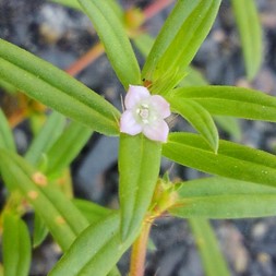 Diodia teres (rough buttonweed)