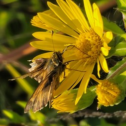 Chrysopsis mariana (Maryland goldenaster)