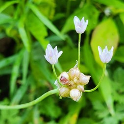 Allium canadense (meadow garlic)