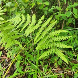 Thelypteris palustris (marsh fern)