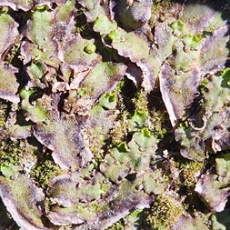 Marchantiaceae (thallose liverwort family)