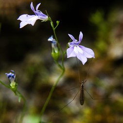 Lobelia kalmii (brook lobelia)