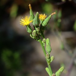 Lactuca canadensis (Canada wild lettuce)