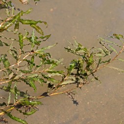 Potamogeton crispus (curly pondweed)