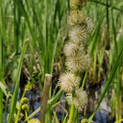 Sparganium americanum (American bur-reed)