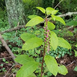Phytolacca (pokeweed)