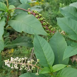 Phytolaccaceae (pokeweed family)