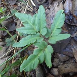 Sceptridium oneidense (blunt-lobed grape fern)