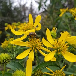 Verbesina alternifolia (wingstem crownbeard)