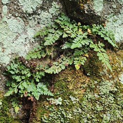 Asplenium montanum (mountain spleenwort)