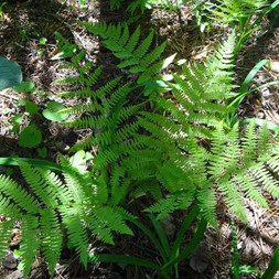 Athyrium (ladyfern)