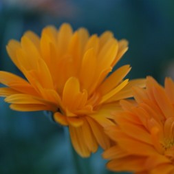 Calendula officinalis (garden marigold)