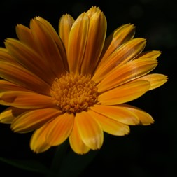 Calendula (pot-marigold)