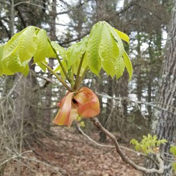 Juglandaceae (walnut family)