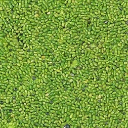 Wolffia columbiana (columbian water-meal)