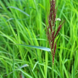 Echinochloa crus-galli (common barnyard grass)