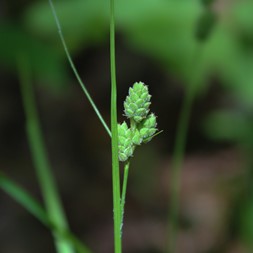Carex swanii (Swan's sedge)