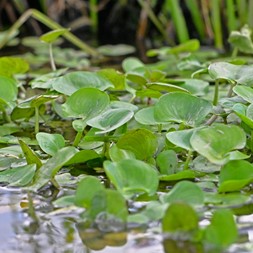Heteranthera reniformis (kidneyleaf mud-plantain)