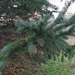 Picea (spruce)