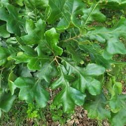 Quercus stellata (post oak)