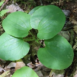 Smilax herbacea (carrion-flower)