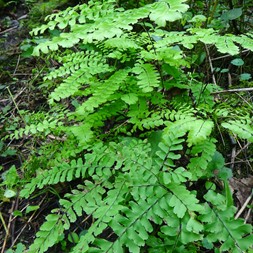 Pteridaceae (maidenhair fern family)