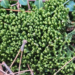 Bazzania (leafy liverwort)