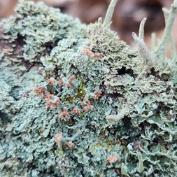 Cladoniaceae (cup lichen family)