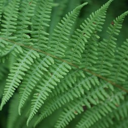 Dryopteridaceae [Wood fern family]