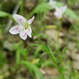 Claytonia (springbeauty)