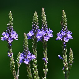 Verbena hastata (blue vervain)