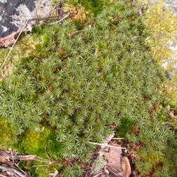Polytrichaceae (haircap moss family)