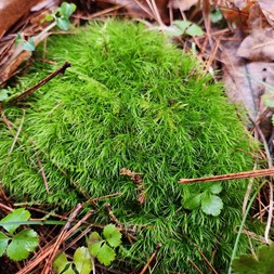 Dicranum scoparium (common broom moss)